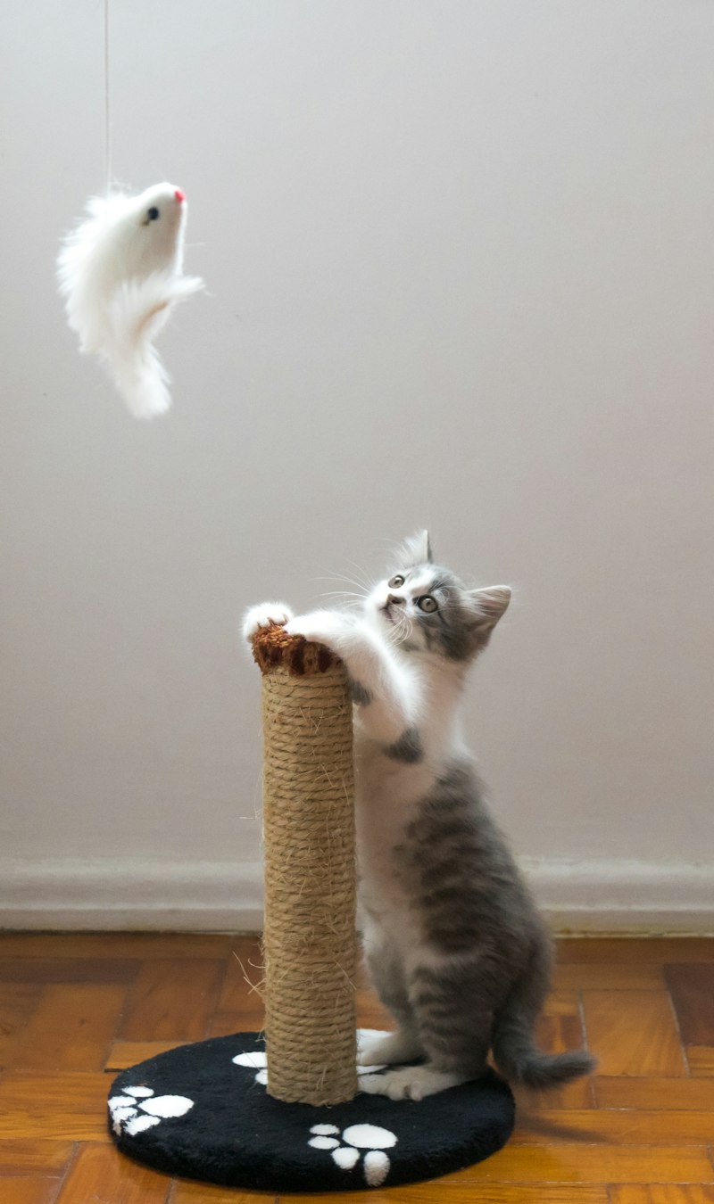 Clean modern living room cat environment