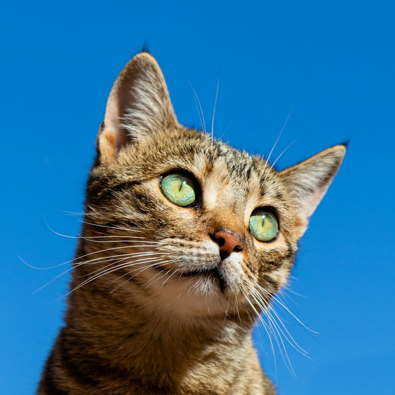 Cat exploring smart litter setup