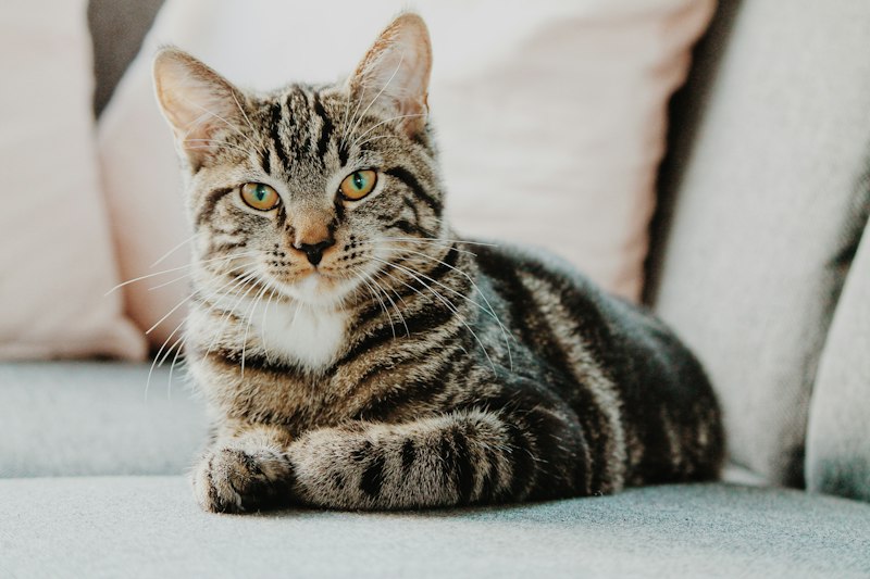 Large domestic cat relaxing comfortably