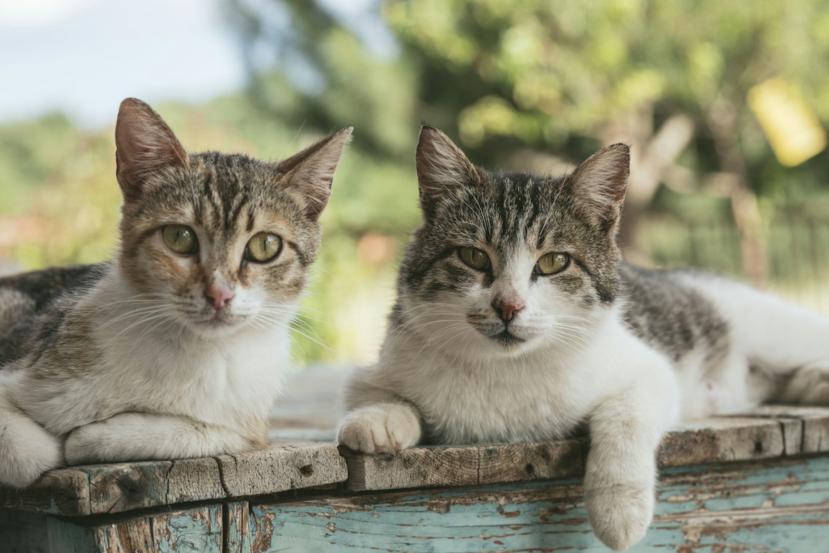 Multiple cats resting together